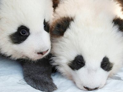 Deux bébés pandas "Meng Yuan" et "Meng Xiang" sont présentés aux médias le 9 décembre 2019 au zoo de Berlin - Odd ANDERSEN [AFP]