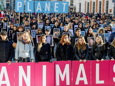 Manifestation en marge de la COP25 pour dénoncer l'impact de l'élevage industriel et la maltraitance des animaux, à Madrid le 7 décembre 2019 - CRISTINA QUICLER [AFP]