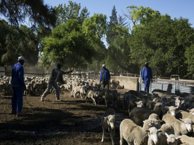 Des employés du fermier Steve Bothma séparent les mâles et les femelles d'un troupeau de moutons merinos, le 27 novembre 2019 à Adelaïde, en Afrique du Sud - Guillem Sartorio [AFP]