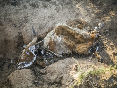La carcasse d'une vache morte à cause de la sécheresse près d'Adelaide, en Afrique du Sud, le 27 novembre 2019 - Guillem Sartorio [AFP]