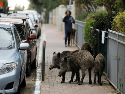 Des sangliers barrent la roue à un passant et son chien à Haïfa, dans le nord d'Israël, le 5 décembre 2019 - MENAHEM KAHANA [AFP]