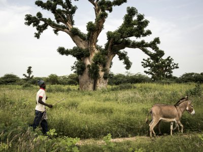 Un homme passe avec son âne près d'un baobab près de la forêt de Bandia le 25 septembre 2019. - JOHN WESSELS [AFP]