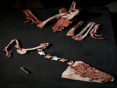 The first Gnathovorax skeleton was found in 2014 at Sao Joao do Polesine, and it is one of the oldest and best preserved dinosaur fossils ever found -- parts of it are seen here - CARL DE SOUZA [AFP]