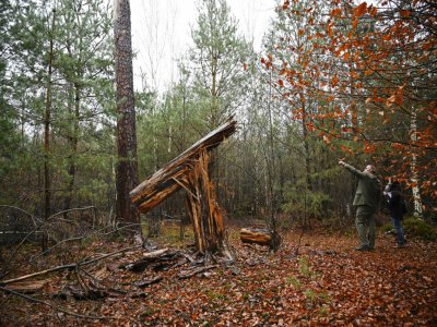 Le tronc cassé d'un arbre dans la forêt de Weitbruch, dans le Bas-Rhin, le 13 décembre 2019, vingt ans après la tempête de décembre 1999 - FREDERICK FLORIN [AFP]