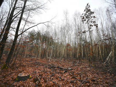 La forêt de Weitbruch, dans le Bas-Rhin, le 13 décembre 2019, vingt ans après la tempête de décembre 1999 - FREDERICK FLORIN [AFP]