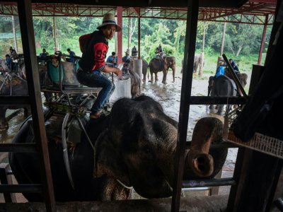 Des éléphants et leurs mahouts attendent l'arrivée de touristes au park de Maetaeng, le 8 novembre 2019 en Thaïlande - Lillian SUWANRUMPHA [AFP]