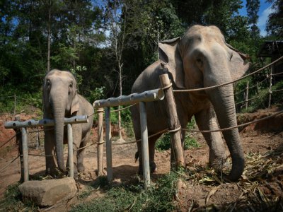 Deux éléphantes au "sanctuaire pour éléphants" de ChangChill, le 6 novembre 2019 près de Chiang Mai, en Thaïlande - Lillian SUWANRUMPHA [AFP]