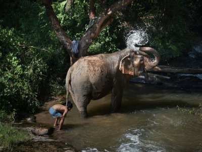 Une éléphante se baigne avec son mahout au "sanctuaire" de ChangChill, le 8 novembre 2019 près de Chiang Mai, en Thaïlande - Lillian SUWANRUMPHA [AFP]
