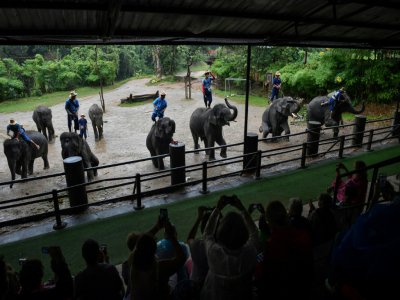 Un spectacle d'éléphants au Maetaeng Elephant Park, le 8 novembre 2019 en Thaïlande - Lillian SUWANRUMPHA [AFP]