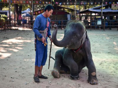 Séance de dressage d'un éléphanteau à Ban Ta Klang, le 17 novembre 2019 en Thaïlande - Lillian SUWANRUMPHA [AFP]