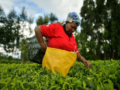 Une agricultrice cueille à la main des feuilles de thé, le 27 septembre 2019 au nord de Nairobi, au Kénya - TONY KARUMBA [AFP]