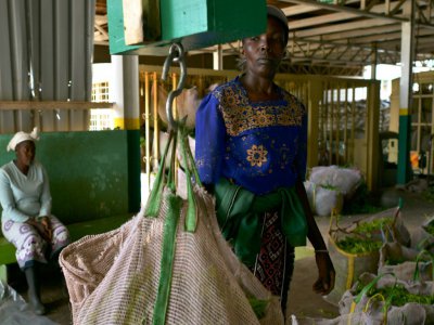 Une employée pèse un sac de thé le 27 septembre 2019 dans une usine du comté de Nyeri, au nord de Nairobi - TONY KARUMBA [AFP]
