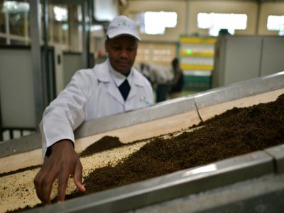 Un employé surveille une machine dans une usine qui produit du thé dans le comté de Nyeri, au nord de Nairobi, le 27 septembre 2019 - TONY KARUMBA [AFP]