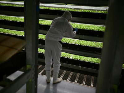 Un employé d'une "usine à légumes" de Kyoto vérifie le 12 novembre 2019 des plants de laitues - CHARLY TRIBALLEAU [AFP/Archives]