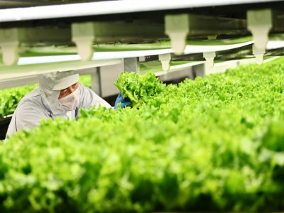 Un employé d'une "usine à légumes" à Kyoto surveille le 12 novembre 2019 la croissance des salades - CHARLY TRIBALLEAU [AFP/Archives]