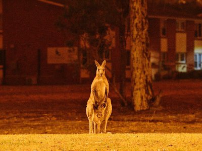 Un kangourou tente de fuir les flammes près de la ville de Nowra, en Nouvelle-Galles du Sud, le 31 décembre 2019 - SAEED KHAN [AFP]