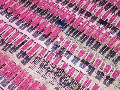 Des bâtonnets d'encens sèchent en plein air dans un fabrique de Quanzhou, dans la province chinoise de Fujian - HECTOR RETAMAL [AFP]