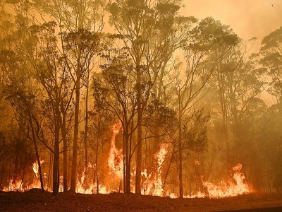 Un feu de forêt sur la commune de Moruya, au sud de Batemans Bay, le 4 janvier 2020 - PETER PARKS [AFP]