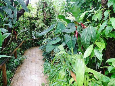 Les plantes exotiques se découvrent au Jardin des plantes. - Ville de Caen - Dir Espaces verts, Paysages et Biodiversité