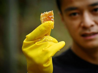 L'apiculteur chinois Ma Gongzuo, le 13 novembre 2020, à Songyang. - WANG ZHAO [AFP]