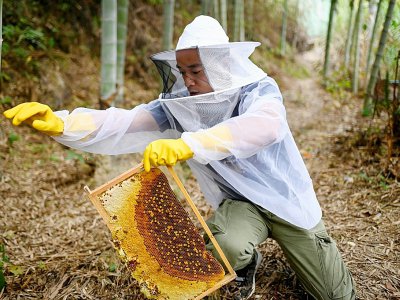 L'apiculteur chinois Ma Gongzuo, le 13 novembre 2020, à Songyang. - WANG ZHAO [AFP]