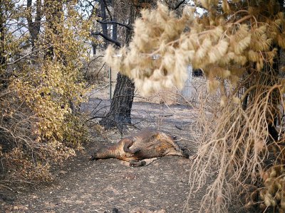 Les feux de forêt en Australie ont décimé le bétail - SAEED KHAN [AFP]