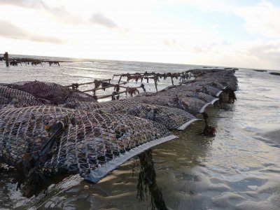 La Normandie produit 42 000 tonnes d'huîtres par an - Thierry Valoi