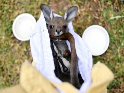Un kangourou sauvé des feux de forêts par des bénévoles, le 8 janvier 2020 près de Sydney, en Australie - SAEED KHAN [AFP/Archives]