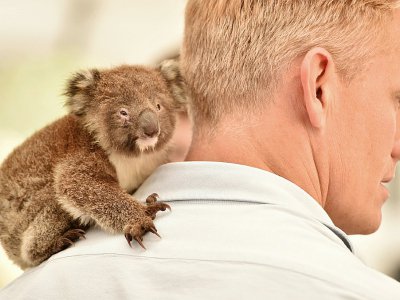 Un koala orphelin sur l'épaule d'un vétérinaire dans la clinique de campagne dans la réserve zoologique Wildlife Park de l'île Kangourou, le 14 janvier 2020 - PETER PARKS [AFP]