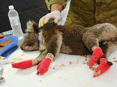 Un kaola dont les pattes blessées ont été bandées dans la clinique vétérinaire de campagne de l'île Kangourou, le 14 janvier 2020 - PETER PARKS [AFP]