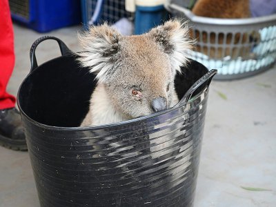 Un koala en attente de soin sur l'île Kangourou, le 14 janvier 2020 - PETER PARKS [AFP]