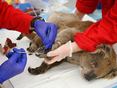 Un koala blessé traité pour des brûlures dans la réserve zoologique du Wildlife Park sur l'île Kangourou, le 14 janvier 2020 - PETER PARKS [AFP]