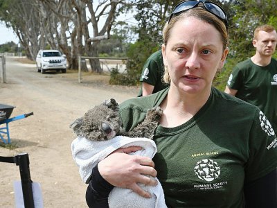 Kelly Donithan, spécialiste de la gestion de crise pour l'organisation de défense des animaux Humane Society International, porte un koala blessé, le 15 janvier 2020 sur l'île Kangourou, en Australie - PETER PARKS [AFP]