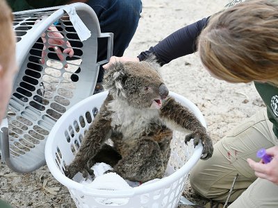 Kelly Donithan, spécialiste de la gestion de crise pour l'organisation de défense des animaux Humane Society International, soigne un koala blessé, le 15 janvier 2020 sur l'île Kangourou, en Australie - PETER PARKS [AFP]