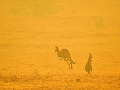 Des kangourous dans la fumée des incendies de forêts, le 4 janvier 2020 près de Cooma, en Australie - SAEED KHAN [AFP/Archives]