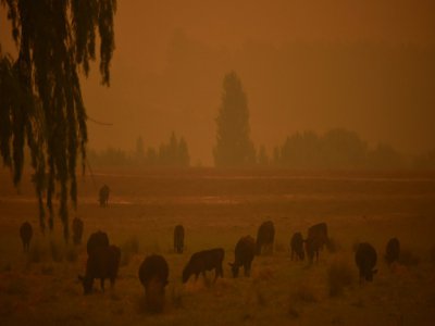 Poussière et ciel orangé en raison des incendies de forêts, le 10 janvier 2020 à Eden, en Australie - PETER PARKS [AFP/Archives]