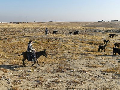 Un berger conduit son troupeau de moutons sur les terres brûlées des environs de Mazar-i-Sharif, le 28 novembre 2019 en Afghanistan - FARSHAD USYAN [AFP]
