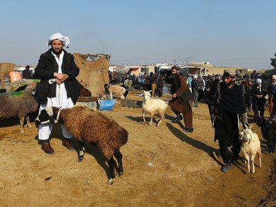 Des bergers conduisent leurs troupeaux au marché de Mazar-i-Sharif, le 28 novembre 2019 en Afghanistan - FARSHAD USYAN [AFP]