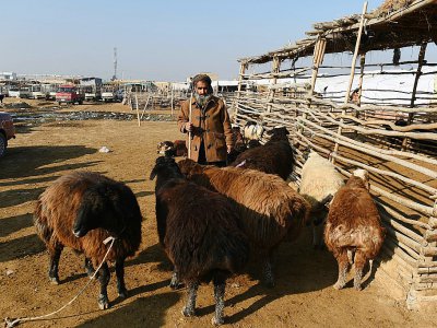 Un berger au marché au bétail de Mazar-i-Sharif, le 28 novembre 2019 en Afghanistan - FARSHAD USYAN [AFP]