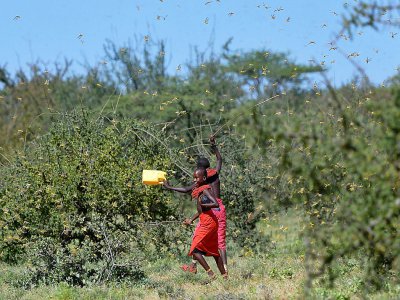 Des jeunes filles frappent des boîtes en essayant d'éloigner un essaim de friquets près du village de Larisoro, au nord de Nairobi, le 21 janvier 2020. - TONY KARUMBA [AFP]
