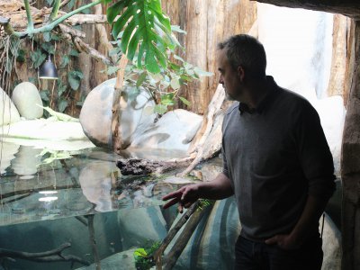 Le directeur du parc François-Huygues est heureux de nous annoncer la naissance de faux-gavials : une espèce qui se reproduit très rarement en captivité. Un enclos a été spécialement aménagé pour le bien-être de ces bébés ! - Elodie Laval
