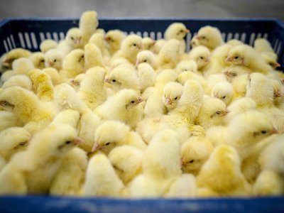Les poussins mâles sont broyés dans les élevages de poules pondeuses car les nourrir n'est pas jugé rentable - Wojtek RADWANSKI [AFP/Archives]