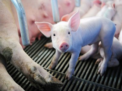 La castration des porcelets permet notamment d'obtenir des porcs plus gras - FRED TANNEAU [AFP/Archives]