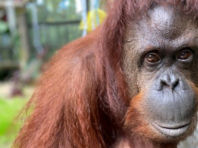 L'orang-outan Sandra, au Centre pour les grands singes, près de Wauchula, en Floride, le 6 novembre 2019 - Keith Von Stein [the Center for Great Apes/AFP]