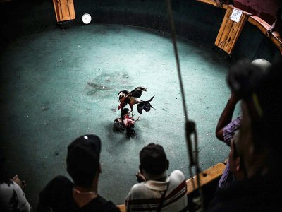 Combat de coqs à Caracas, le 20 janvier 2020 - Yuri CORTEZ [AFP]