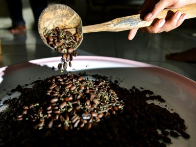 Des grains de café mélangés à du cannabis, le 10 décembre 2019 à Banda Aceh, en Indonésie - CHAIDEER MAHYUDDIN [AFP]
