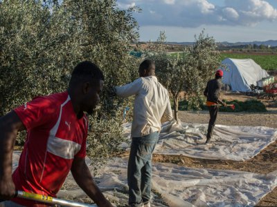 Les travailleurs cueillent des olives dans le village chypriote d'Agios Ioannis, près de la capitale divisée Nicosie, le 1er décembre 2019 - Dylan COLLINS [AFP]
