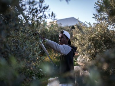 Le ramassage des olives dans le village chypriote-grec Agios Ioannis, le 1er décembre 2019 - Dylan COLLINS [AFP]