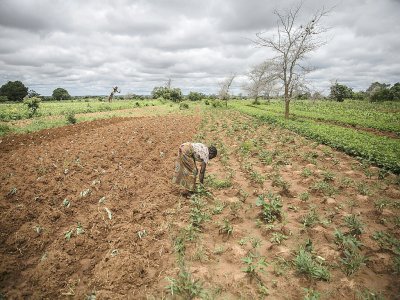 Imelda Hicoombolwa, agricultrice, dans son champ, le 21 janvier 2020 à Kaumba, en Zambie - Guillem Sartorio [AFP]