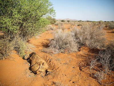 La carcasse d'un buffle victime de la sécheresse dans la province du Cap-Nord, le 15 janvier 2020 en Afrique du Sud - Guillem Sartorio [AFP]